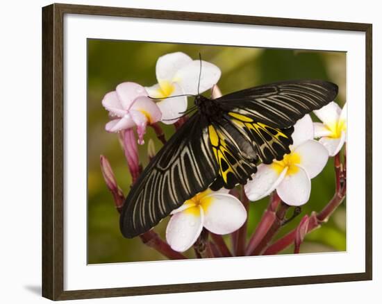 The Golden Birdwing, Khon Kaen, Thailand-Gavriel Jecan-Framed Photographic Print