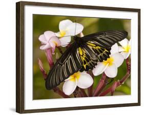 The Golden Birdwing, Khon Kaen, Thailand-Gavriel Jecan-Framed Photographic Print