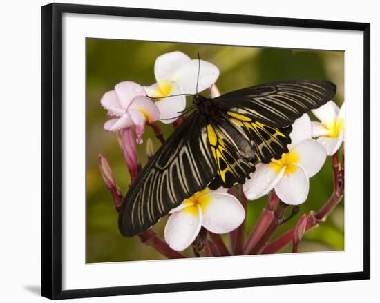 The Golden Birdwing, Khon Kaen, Thailand-Gavriel Jecan-Framed Photographic Print