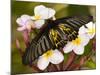 The Golden Birdwing, Khon Kaen, Thailand-Gavriel Jecan-Mounted Photographic Print