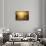 The Golden Circle-Philippe Sainte-Laudy-Framed Stretched Canvas displayed on a wall