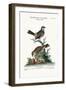 The Golden-Crowned Flycatchers, Cock and Hen, 1749-73-George Edwards-Framed Giclee Print