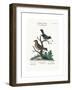 The Golden-Crowned Thrush and the Blue Flycatcher, 1749-73-George Edwards-Framed Giclee Print