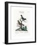 The Golden-Crowned Thrush and the Blue Flycatcher, 1749-73-George Edwards-Framed Giclee Print