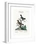 The Golden-Crowned Thrush and the Blue Flycatcher, 1749-73-George Edwards-Framed Giclee Print