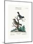 The Golden-Crowned Thrush and the Blue Flycatcher, 1749-73-George Edwards-Mounted Giclee Print