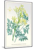 The Golden-Flowered Dielytra-null-Mounted Art Print