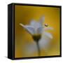 The Golden One-Heidi Westum-Framed Stretched Canvas