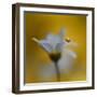 The Golden One-Heidi Westum-Framed Photographic Print