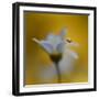 The Golden One-Heidi Westum-Framed Photographic Print