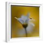 The Golden One-Heidi Westum-Framed Photographic Print