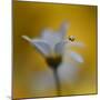 The Golden One-Heidi Westum-Mounted Photographic Print