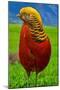 The Golden Pheasant, also known as the Chinese Pheasant, and Rainbow Pheasant Standing on Lush Gree-Arnold Petersen-Mounted Photographic Print