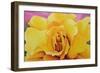 The Golden Rose, 2004-Myung-Bo Sim-Framed Giclee Print