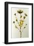 The Golden Rose-null-Framed Photographic Print