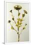 Gramercy White