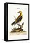 The Golden Thrush, 1749-73-George Edwards-Framed Stretched Canvas