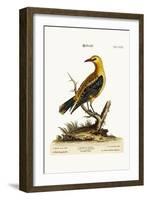 The Golden Thrush, 1749-73-George Edwards-Framed Giclee Print