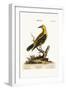 The Golden Thrush, 1749-73-George Edwards-Framed Giclee Print