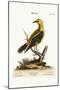 The Golden Thrush, 1749-73-George Edwards-Mounted Giclee Print