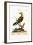 The Golden Thrush, 1749-73-George Edwards-Framed Giclee Print