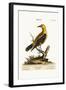 The Golden Thrush, 1749-73-George Edwards-Framed Giclee Print