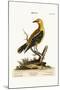 The Golden Thrush, 1749-73-George Edwards-Mounted Giclee Print