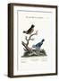 The Golden Tit-Mouse, and the Blue Manakin, 1749-73-George Edwards-Framed Giclee Print