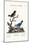 The Golden Tit-Mouse, and the Blue Manakin, 1749-73-George Edwards-Mounted Giclee Print