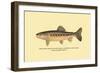 The Golden Trout of Soda Creek-H.h. Leonard-Framed Art Print