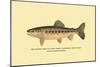 The Golden Trout of Soda Creek-H.h. Leonard-Mounted Art Print