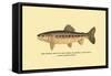 The Golden Trout of Soda Creek-H.h. Leonard-Framed Stretched Canvas