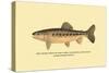 The Golden Trout of Soda Creek-H.h. Leonard-Stretched Canvas