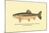 The Golden Trout of Soda Creek-H.h. Leonard-Mounted Art Print