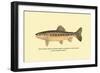 The Golden Trout of Soda Creek-H.h. Leonard-Framed Art Print