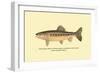 The Golden Trout of Soda Creek-H.h. Leonard-Framed Art Print