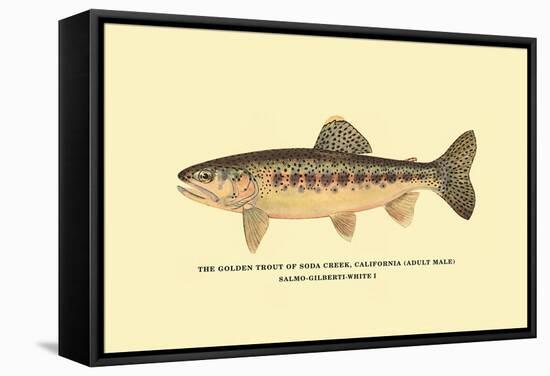 The Golden Trout of Soda Creek-H.h. Leonard-Framed Stretched Canvas