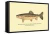 The Golden Trout of Soda Creek-H.h. Leonard-Framed Stretched Canvas