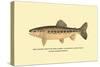 The Golden Trout of Soda Creek-H.h. Leonard-Stretched Canvas