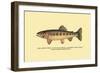 The Golden Trout of Volcano Creek-H.h. Leonard-Framed Art Print