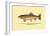 The Golden Trout of Volcano Creek-H.h. Leonard-Framed Art Print