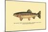 The Golden Trout of Volcano Creek-H.h. Leonard-Mounted Art Print