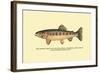 The Golden Trout of Volcano Creek-H.h. Leonard-Framed Art Print