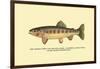 The Golden Trout of Volcano Creek-H.h. Leonard-Framed Art Print