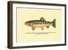 The Golden Trout of Volcano Creek-H.h. Leonard-Framed Art Print