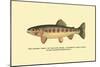 The Golden Trout of Volcano Creek-H.h. Leonard-Mounted Art Print