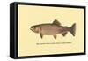 The Golden Trout-H.h. Leonard-Framed Stretched Canvas