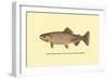 The Golden Trout-H.h. Leonard-Framed Art Print