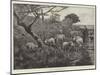 The Good Shepherd-null-Mounted Giclee Print