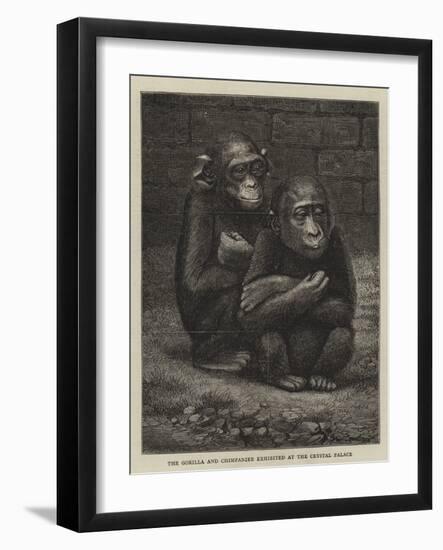 The Gorilla and Chimpanzee Exhibited at the Crystal Palace-null-Framed Giclee Print